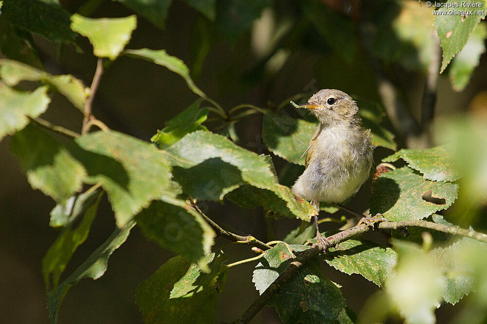 Common Chiffchaffadult breeding