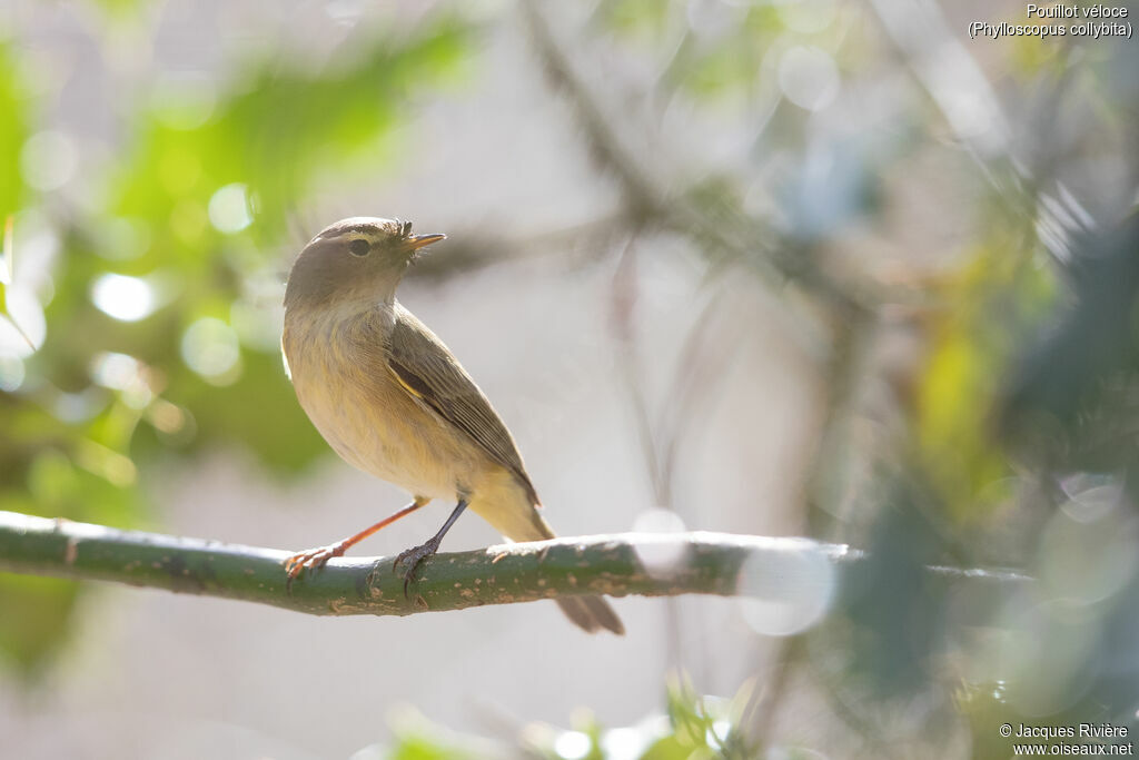 Pouillot véloceadulte nuptial, identification