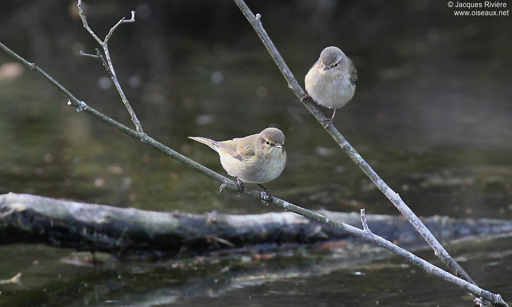 Common Chiffchaff adult