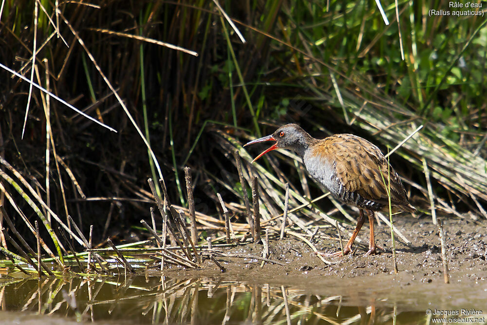 Water Railadult breeding, identification, song