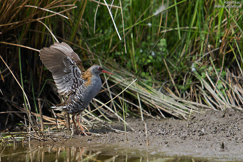 Râle d'eauadulte nuptial, identification