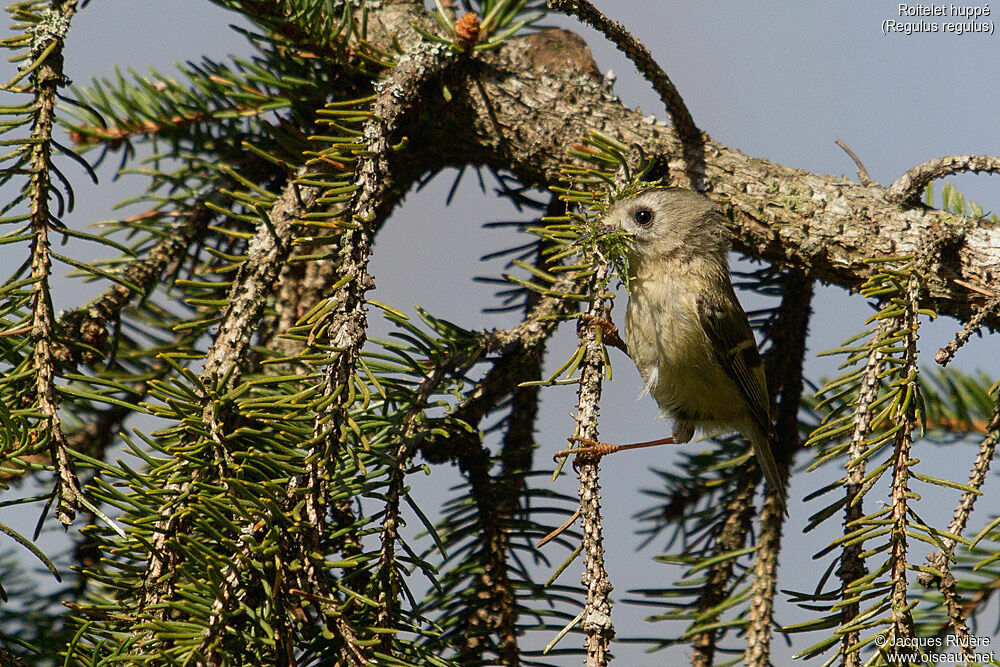 Goldcrest male adult breeding, identification, Reproduction-nesting