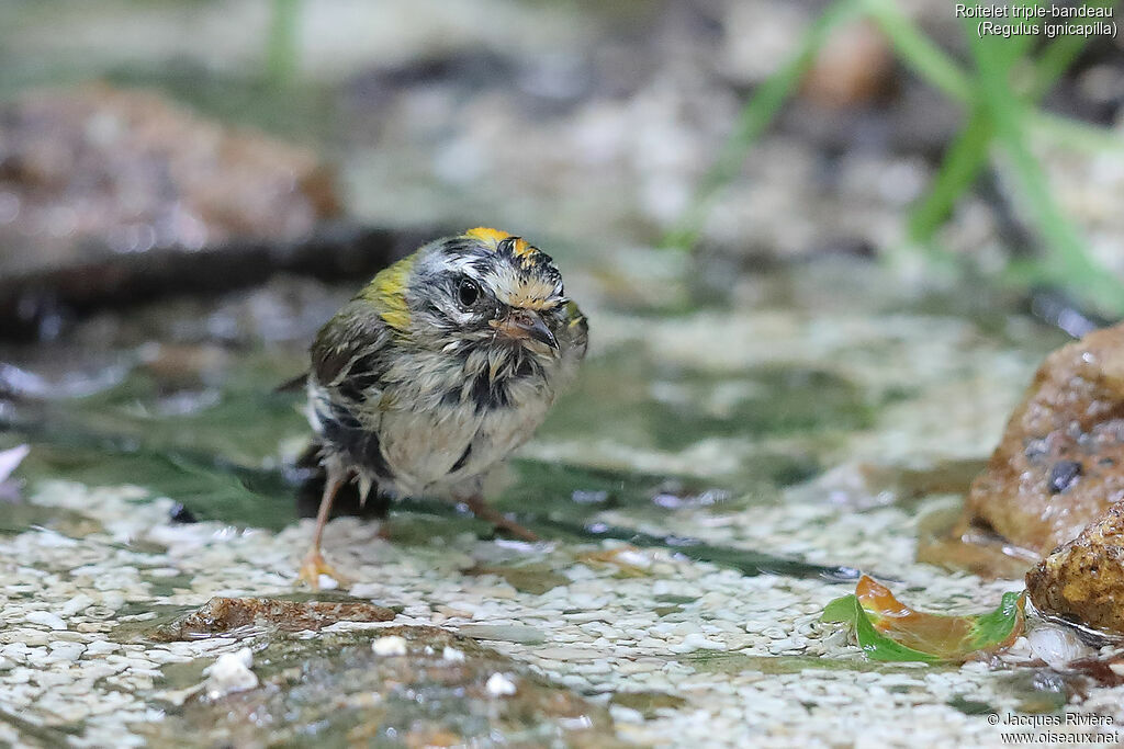 Common Firecrest male adult breeding, identification