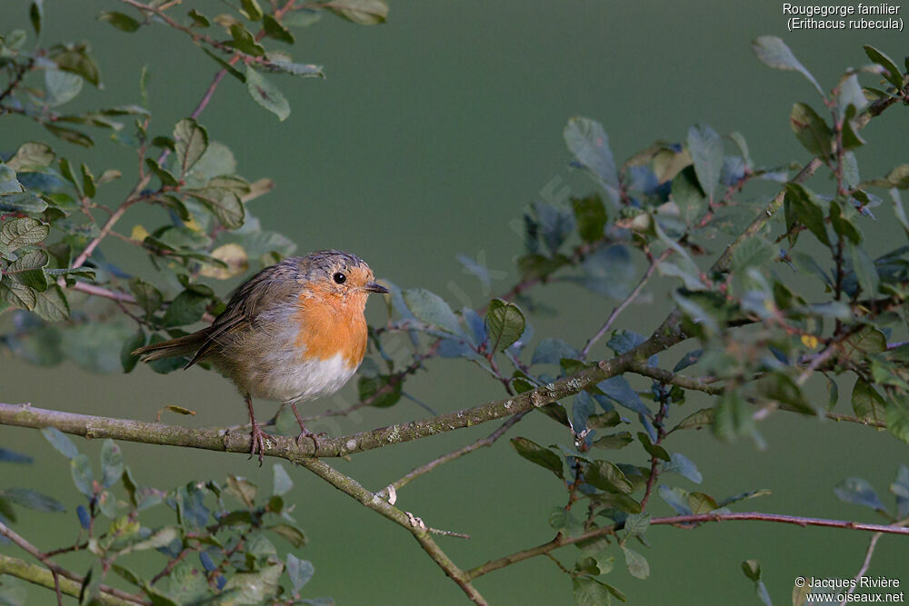 European Robinadult, identification, moulting