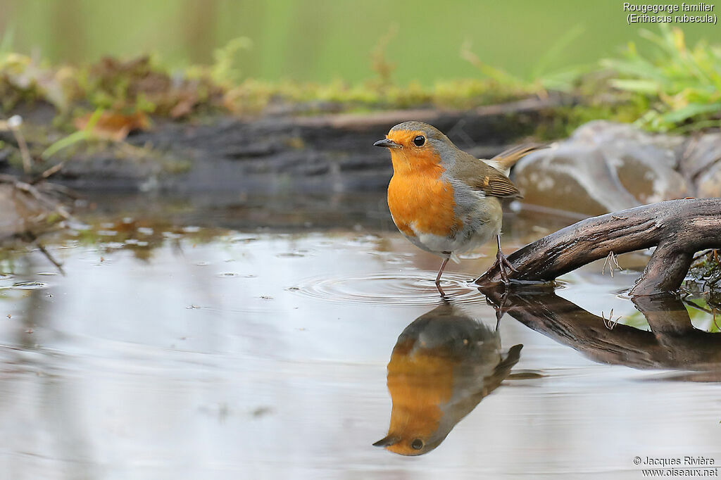 European Robinadult, identification, drinks