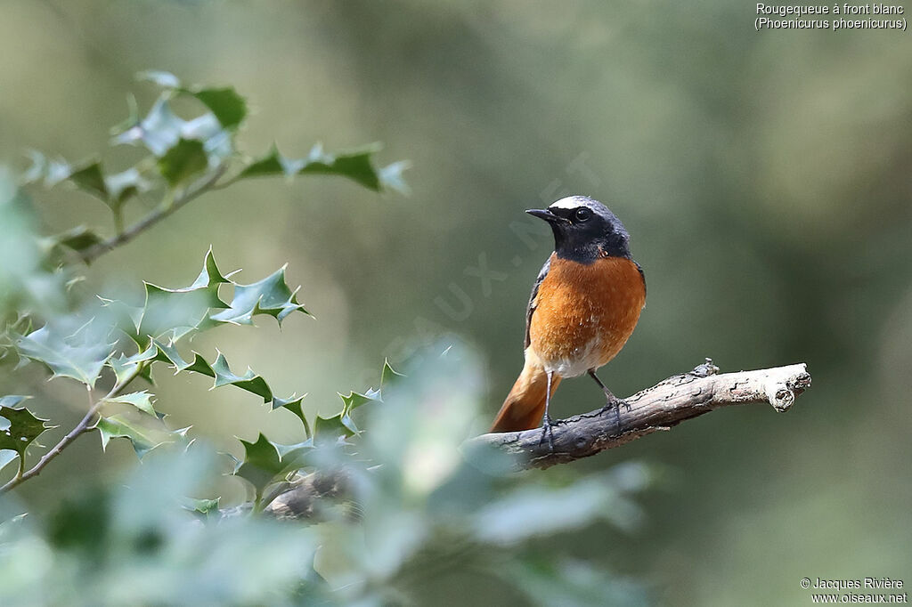 Common Redstart male adult, identification