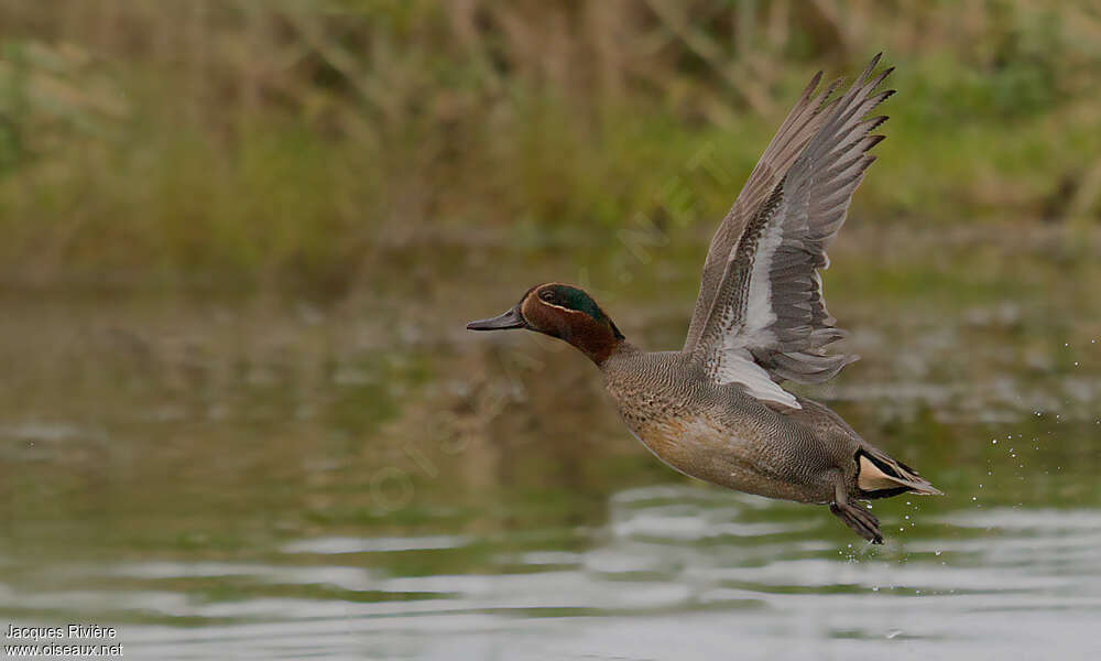 Eurasian Teal male adult breeding, pigmentation, Flight