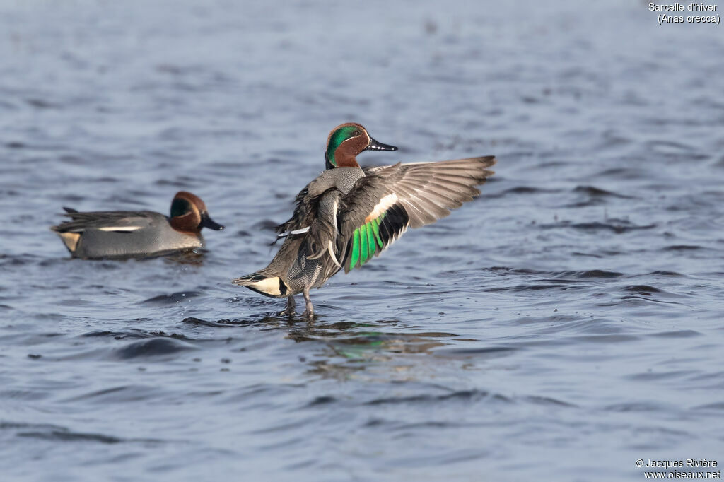 Eurasian Teal male adult breeding, identification, courting display