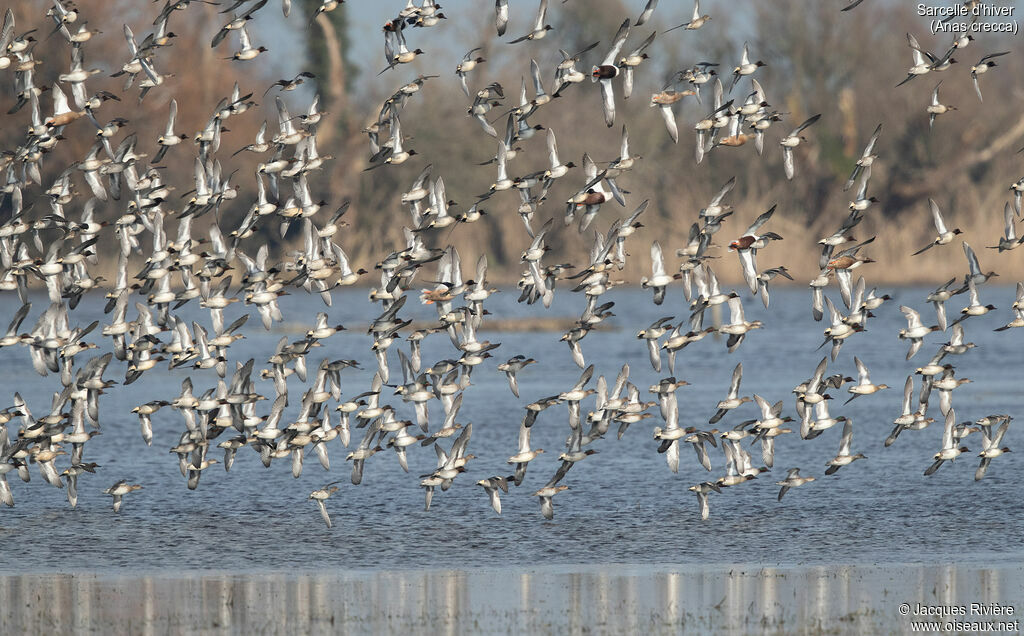 Eurasian Tealadult, Flight