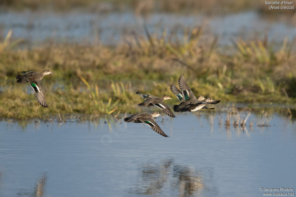 Sarcelle d'hiver femelle adulte nuptial, Vol