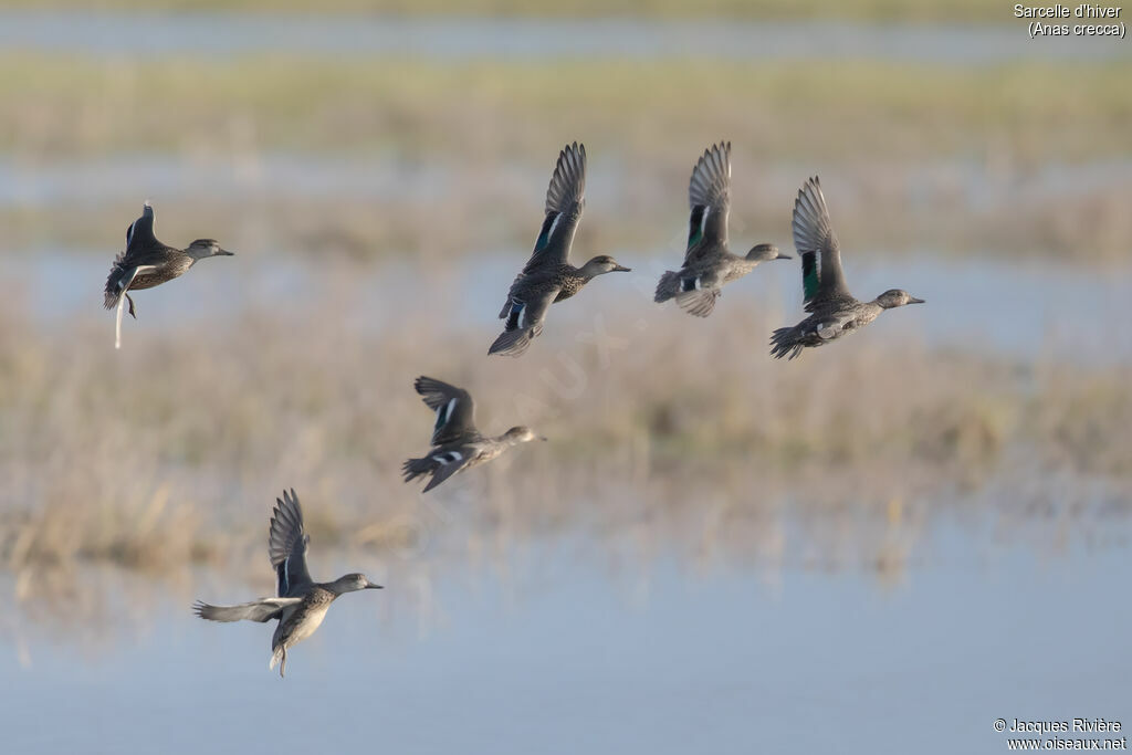 Sarcelle d'hiver femelle adulte nuptial, Vol