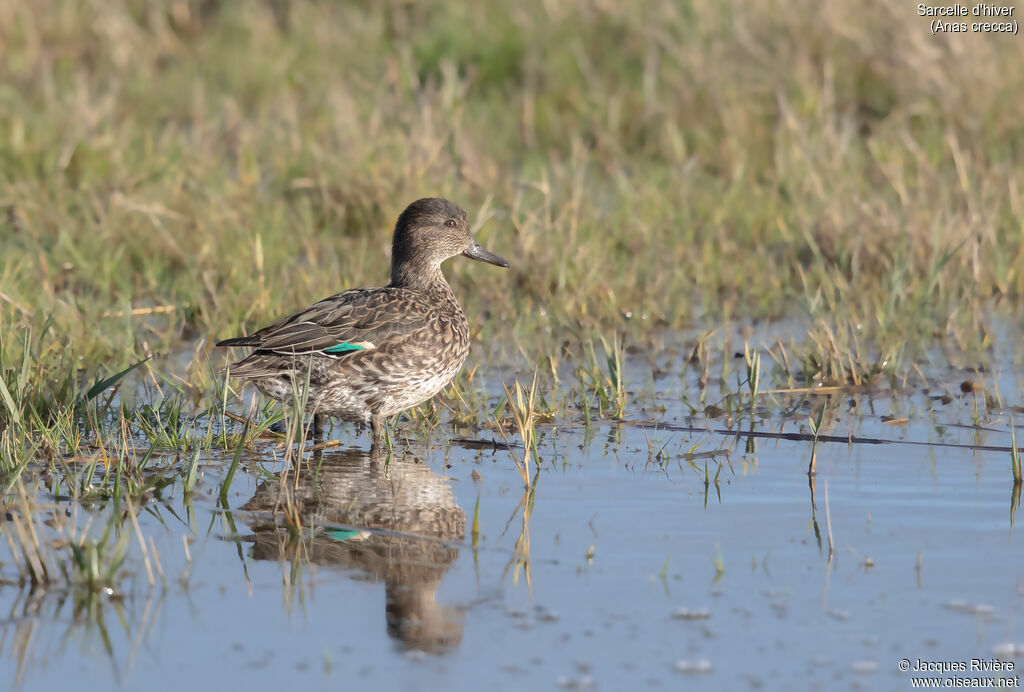 Sarcelle d'hiver femelle adulte nuptial, identification, marche