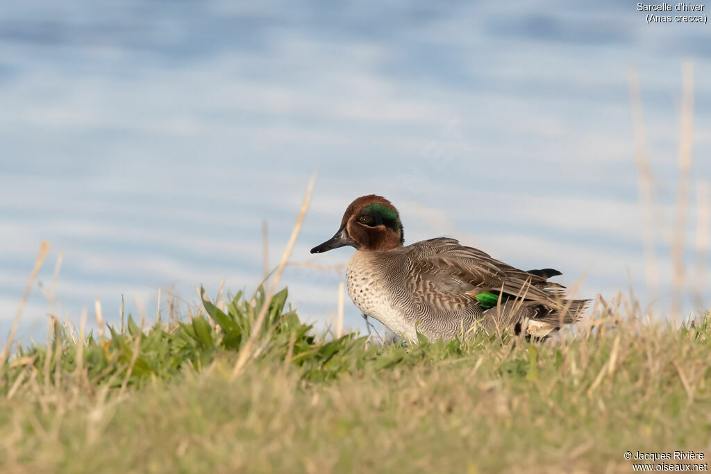 Sarcelle d'hiver mâle adulte nuptial, identification