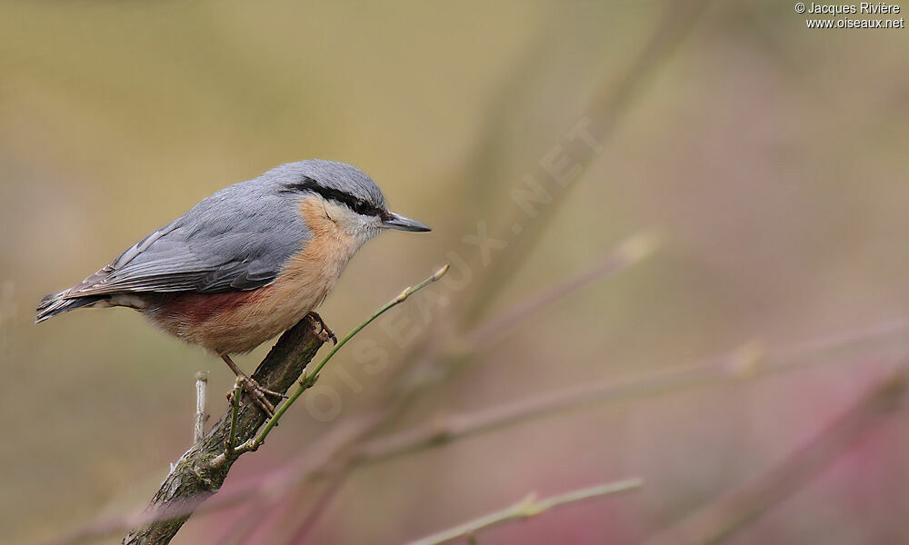Eurasian Nuthatchadult post breeding