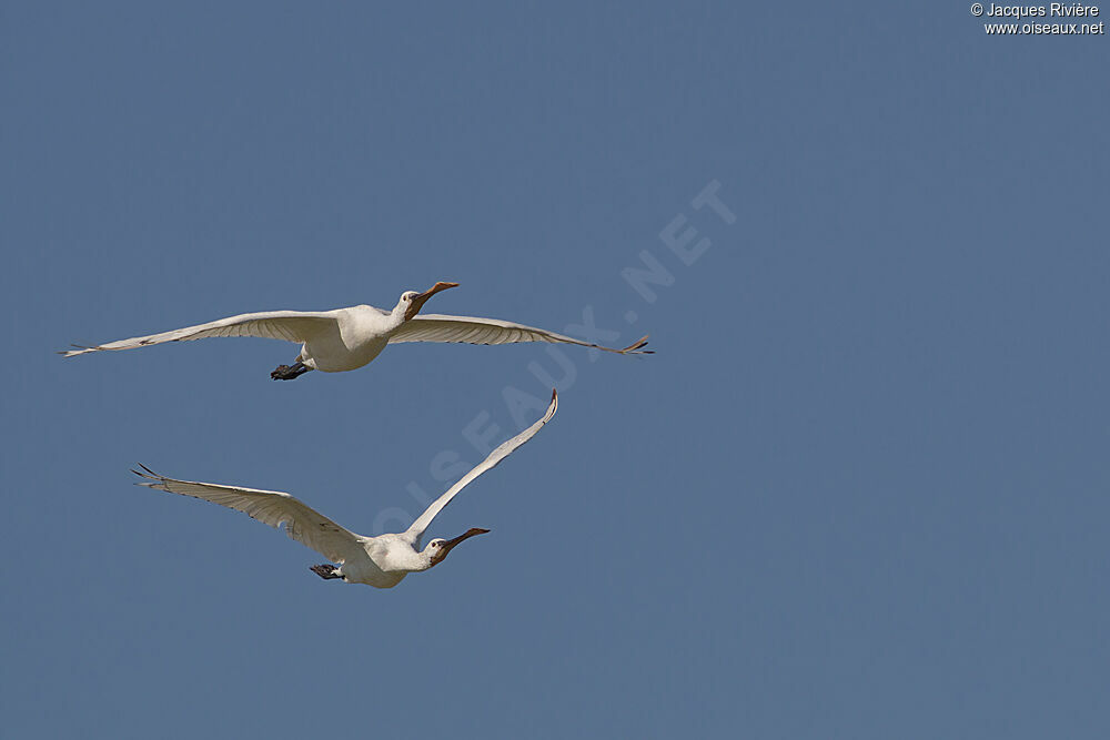 Eurasian SpoonbillFirst year, Flight