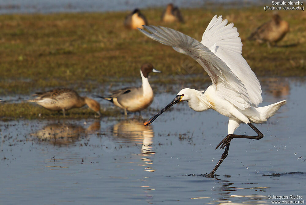 Eurasian Spoonbilladult breeding, identification, walking