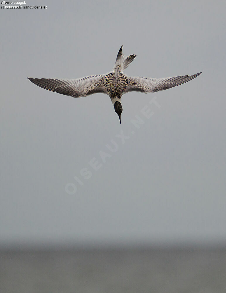 Sandwich Ternimmature, identification, Flight, fishing/hunting