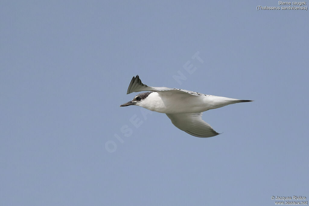 Sandwich Ternimmature, Flight