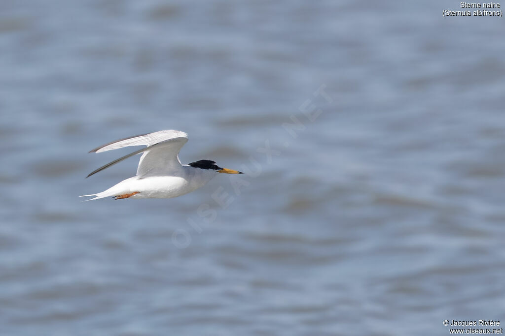 Little Ternadult, Flight
