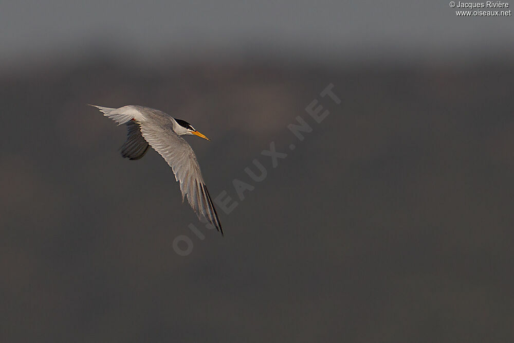 Little Ternadult breeding, Flight