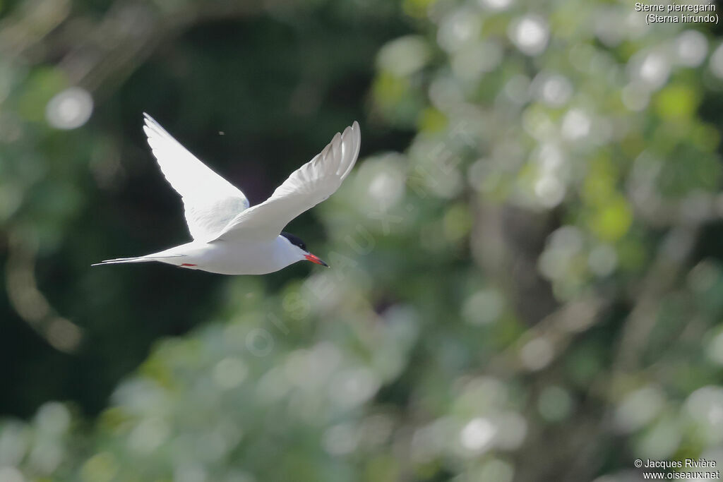 Common Ternadult breeding, Flight