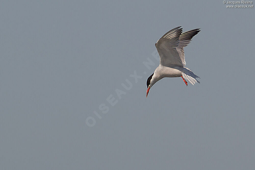 Common Ternadult breeding, Flight