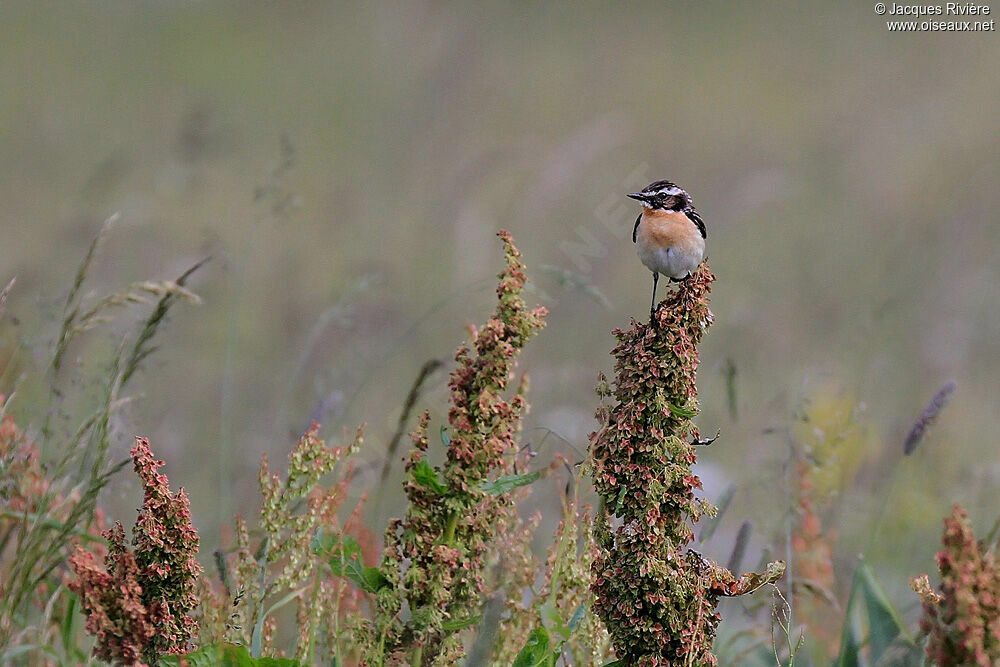 Whinchat male adult breeding