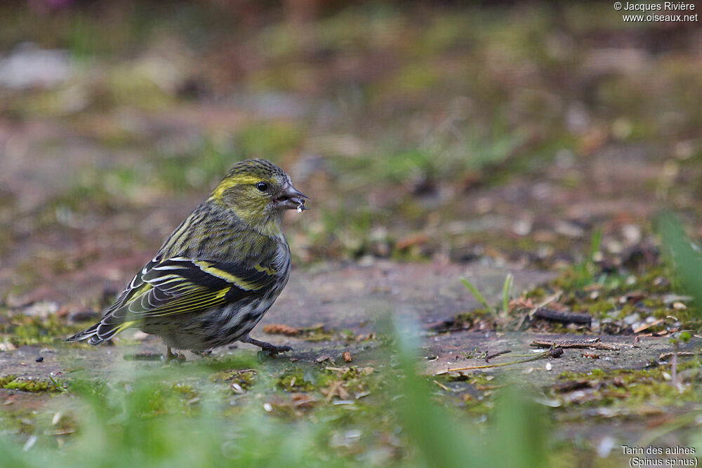 Eurasian Siskin female adult, identification, eats