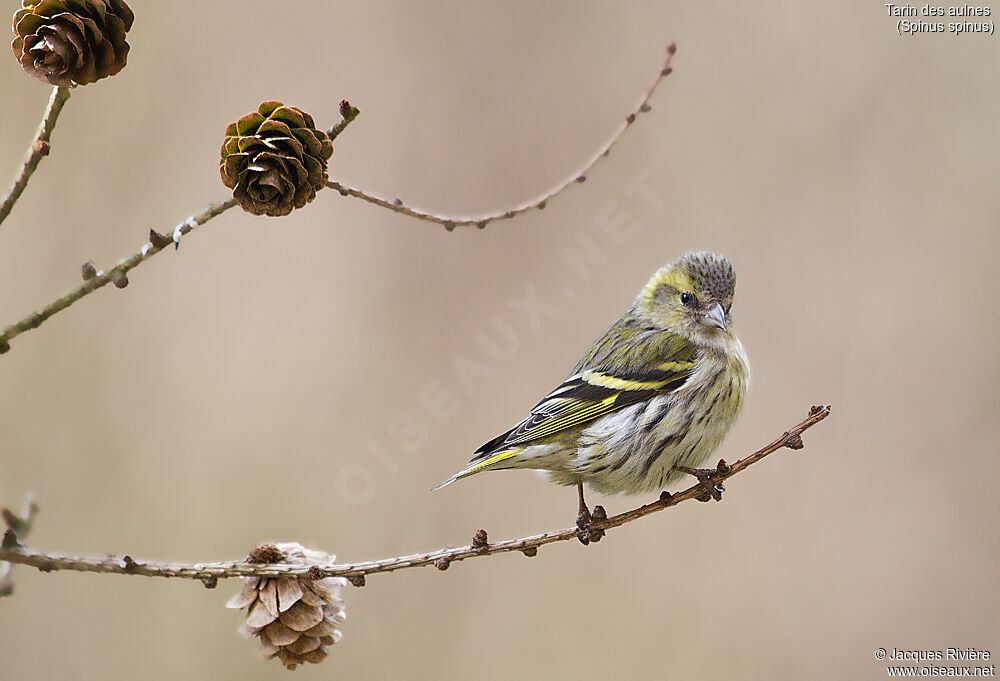 Eurasian Siskin female adult, identification