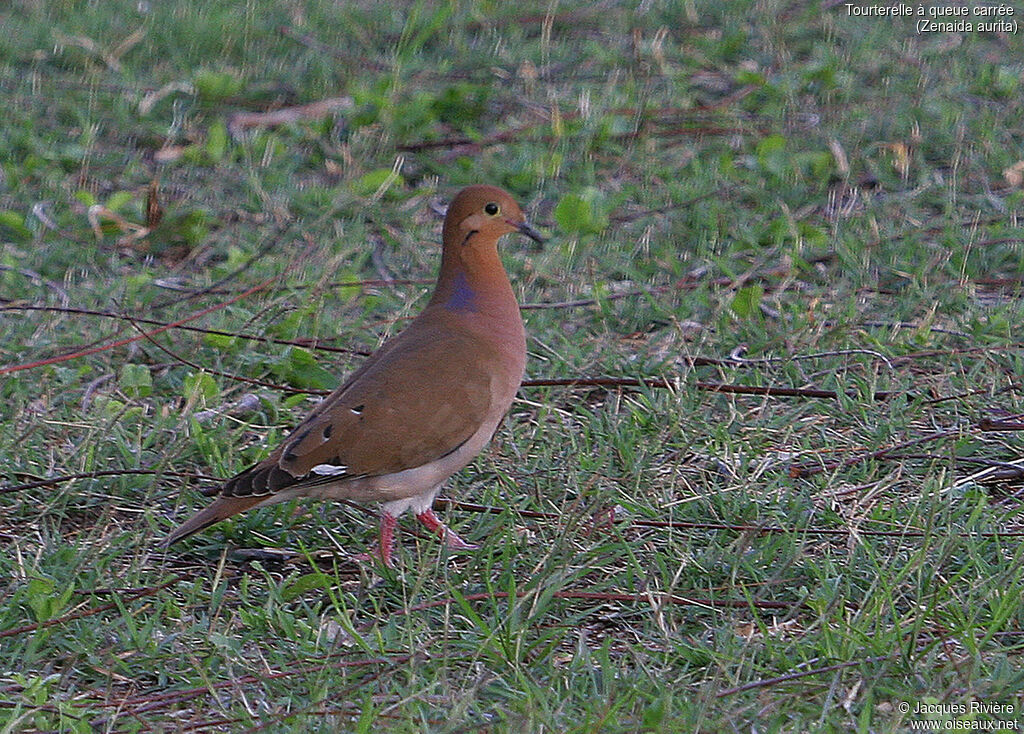 Tourterelle à queue carréeadulte nuptial, identification
