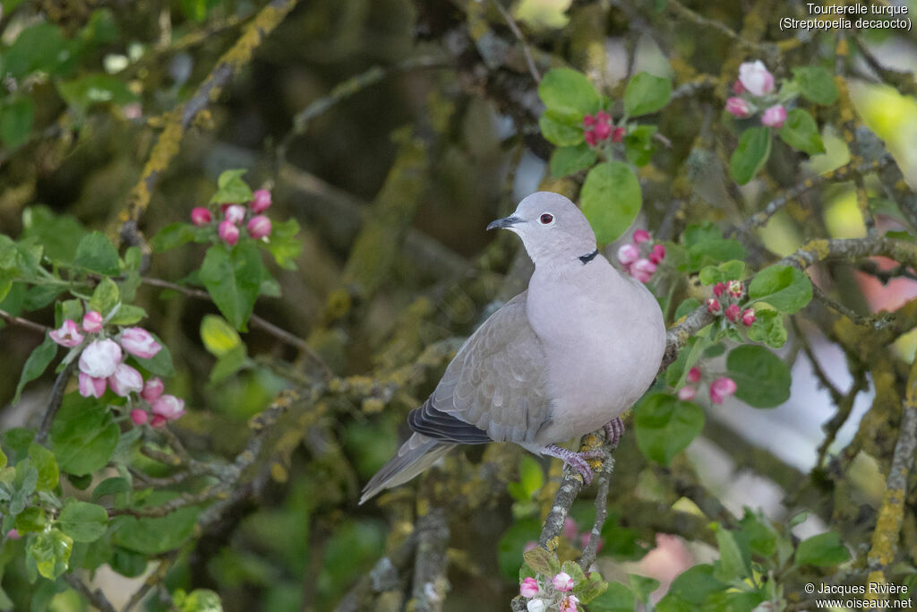 Tourterelle turqueadulte nuptial, identification