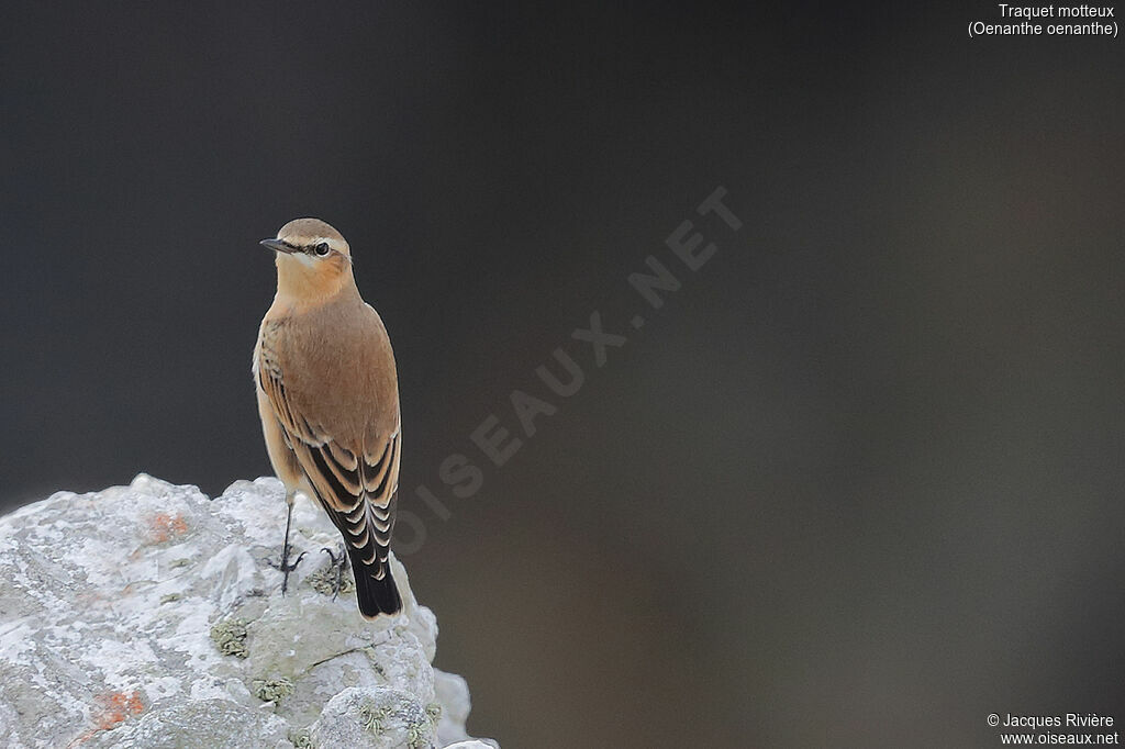 Traquet motteuxadulte internuptial, identification