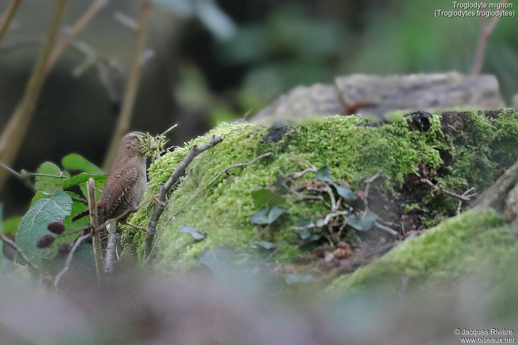 Troglodyte mignon mâle adulte, identification, Nidification