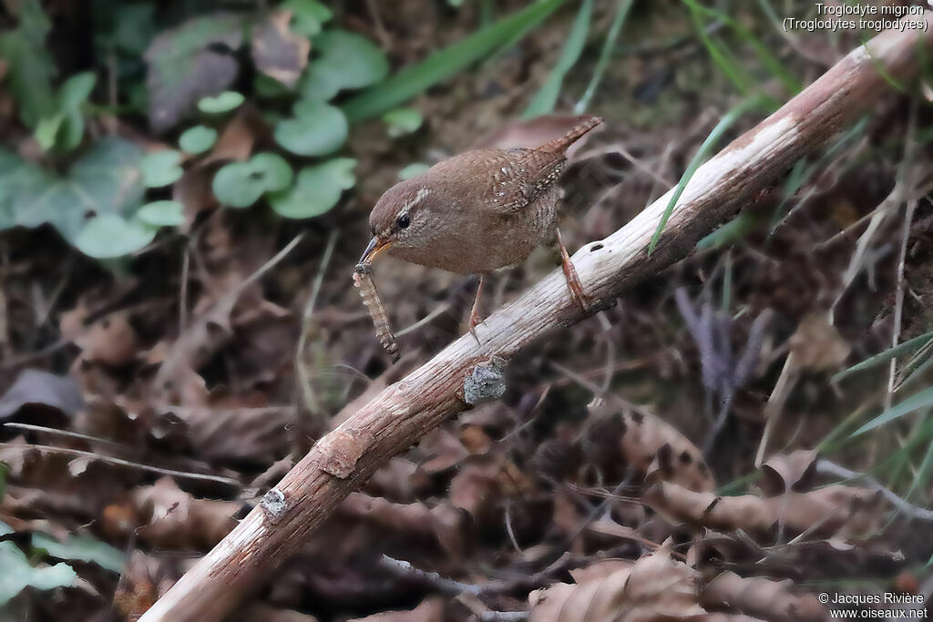 Troglodyte mignon mâle adulte nuptial, identification, mange