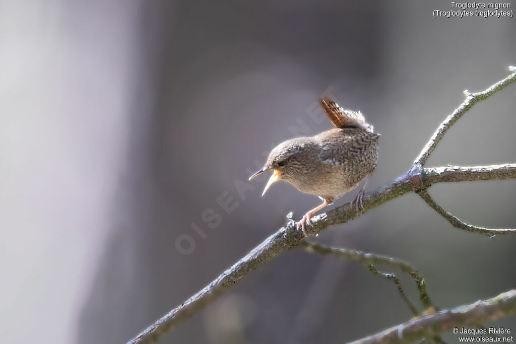 Troglodyte mignon mâle adulte nuptial, identification, chant