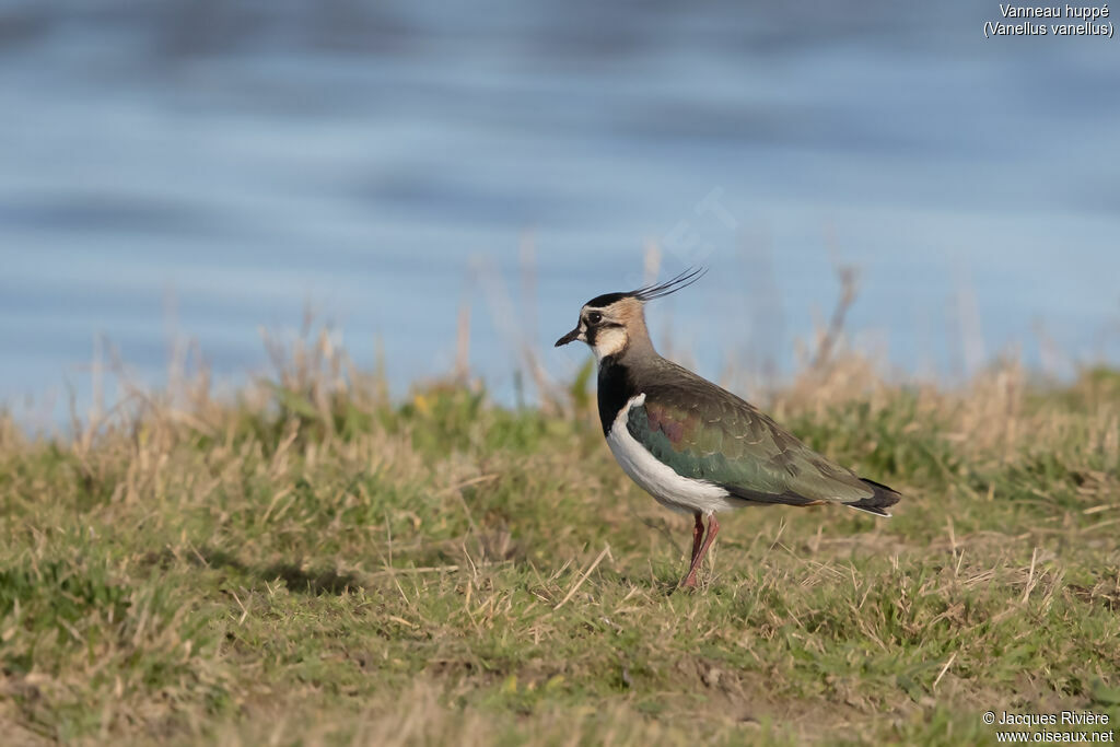 Vanneau huppéadulte nuptial, identification, marche