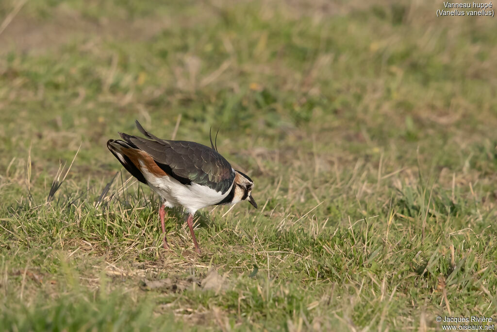 Vanneau huppé mâle adulte nuptial, identification, pêche/chasse