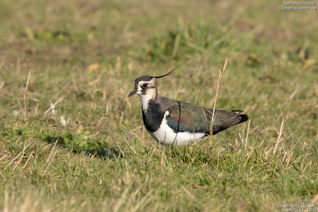 Vanneau huppé mâle adulte nuptial, identification, marche