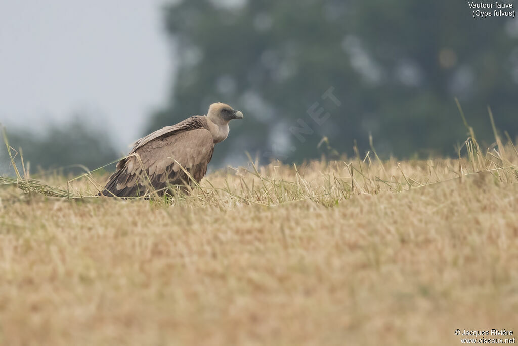 Griffon Vulture