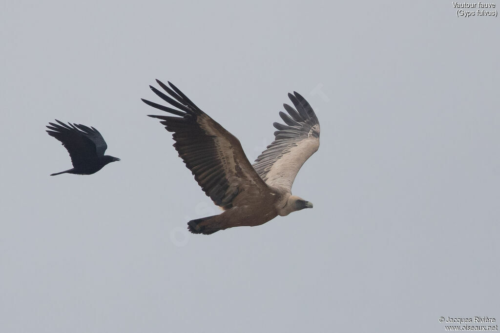 Griffon Vulture