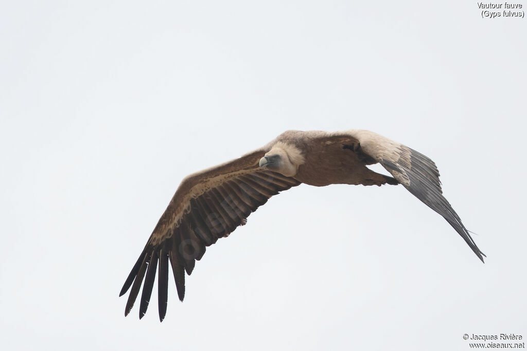 Griffon Vulture