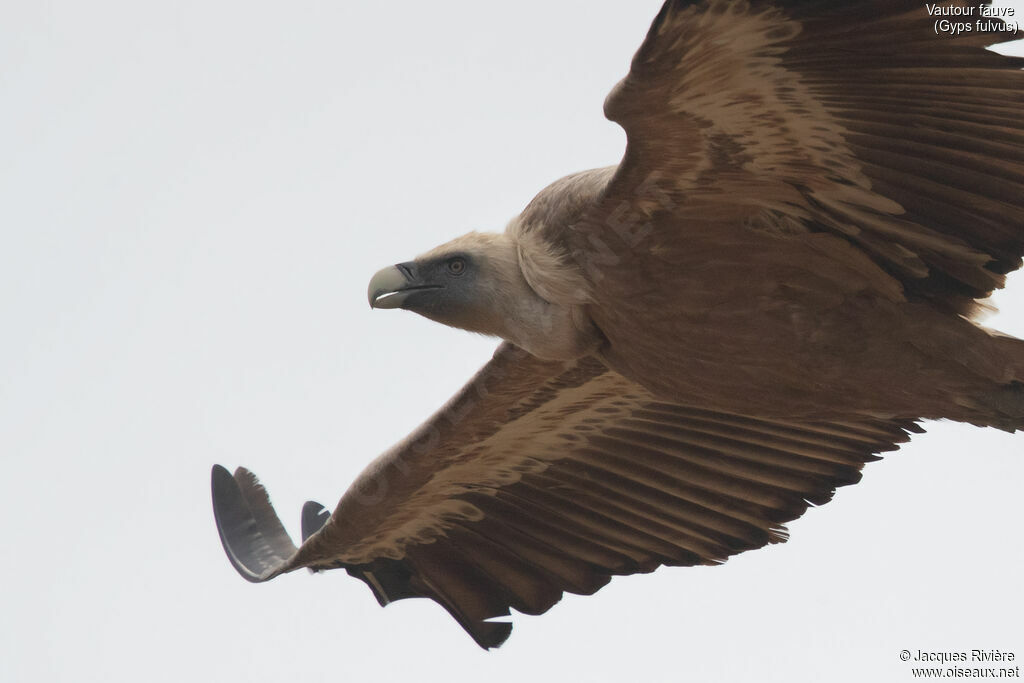 Griffon Vulture