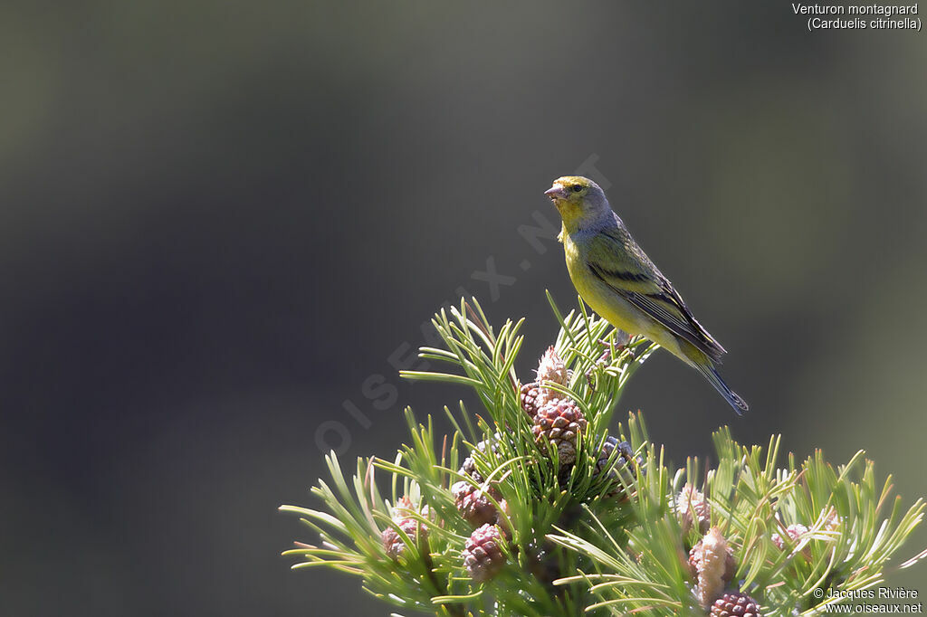 Citril Finchadult breeding, identification