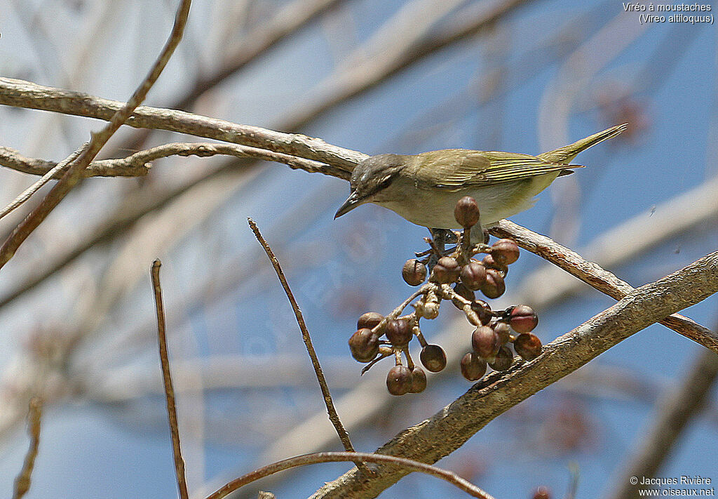 Black-whiskered Vireoadult