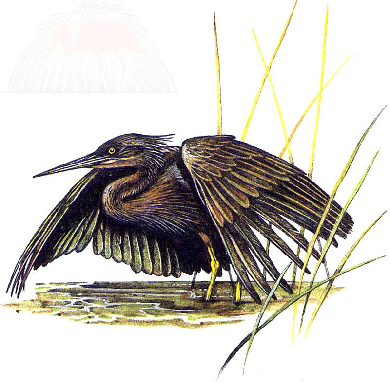 Black Heron