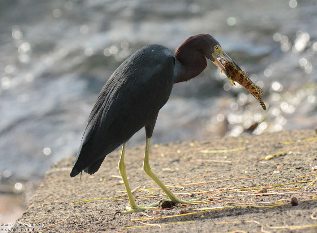 Little Blue Heronadult post breeding, identification, feeding habits, eats