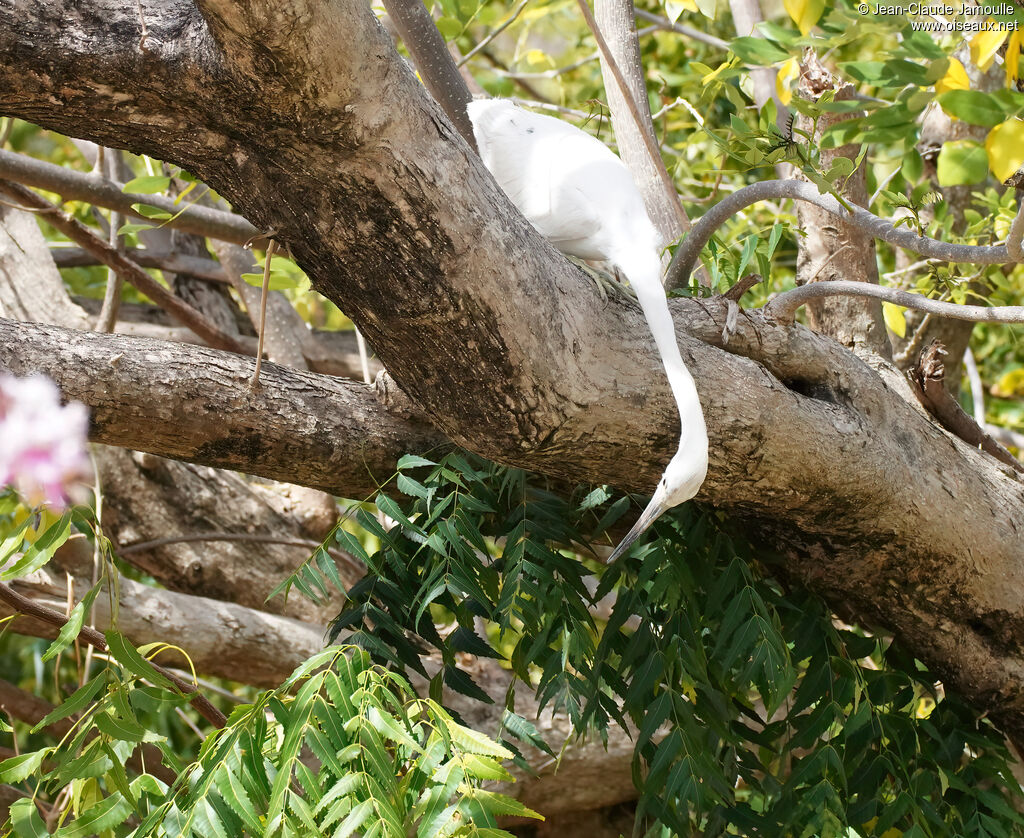 Aigrette bleueimmature