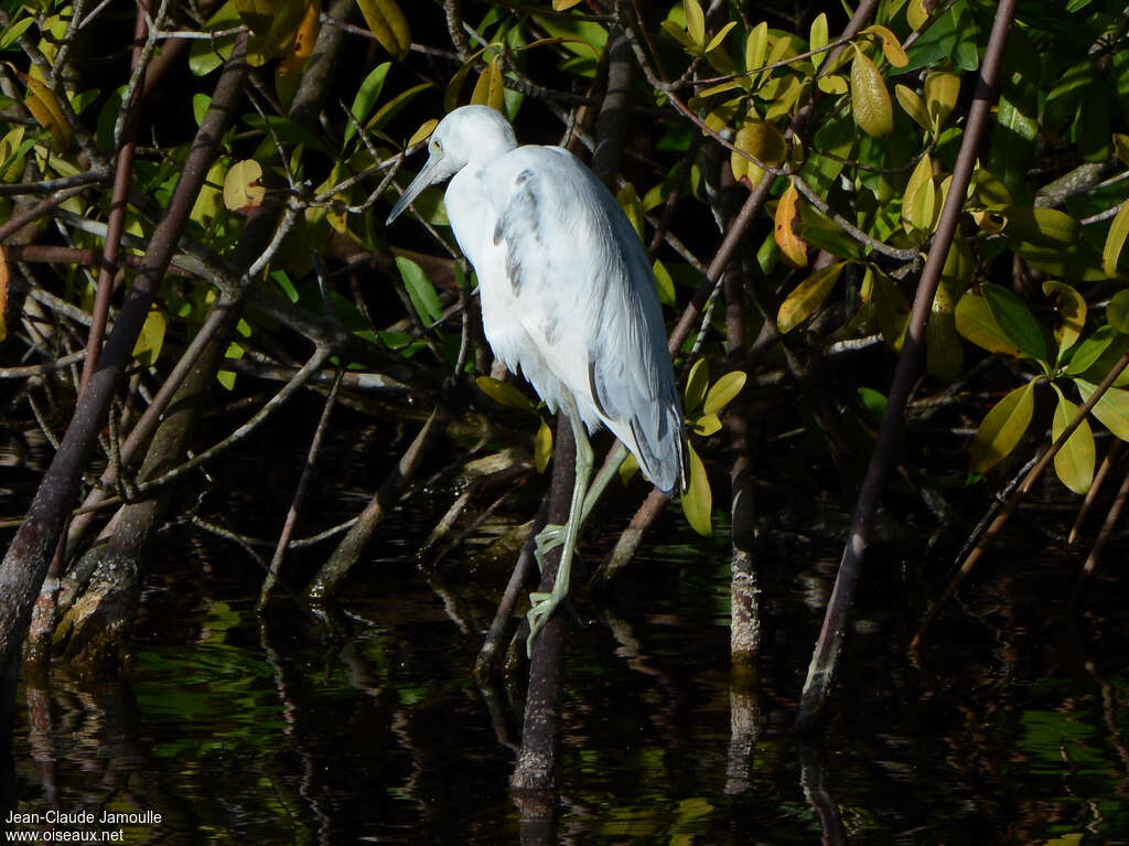 Little Blue HeronFirst year, habitat, pigmentation