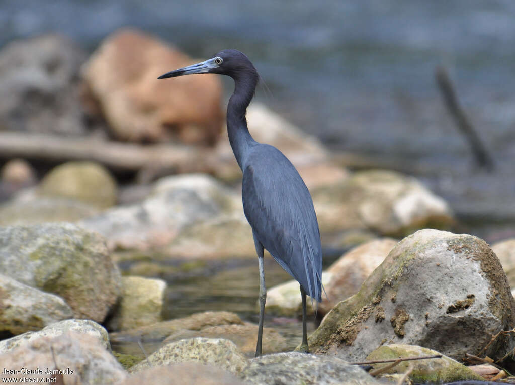 Little Blue Heronadult transition, identification