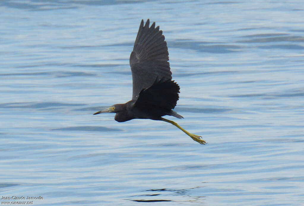 Little Blue Heronadult post breeding, Flight
